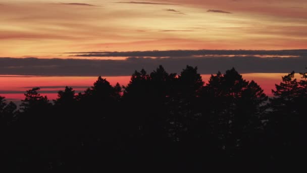 Antenne Kiefern Abenddämmerung Blick Himmel bei Sonnenuntergang — Stockvideo