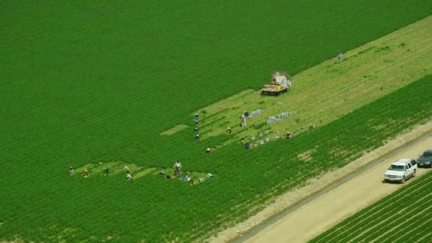 Vista aérea de los recolectores de migrantes en los campos cosechando cultivos — Vídeos de Stock