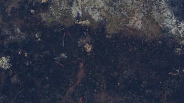 Luchtfoto verkoold verschroeid landschap verwoestend bos wildvuur — Stockvideo