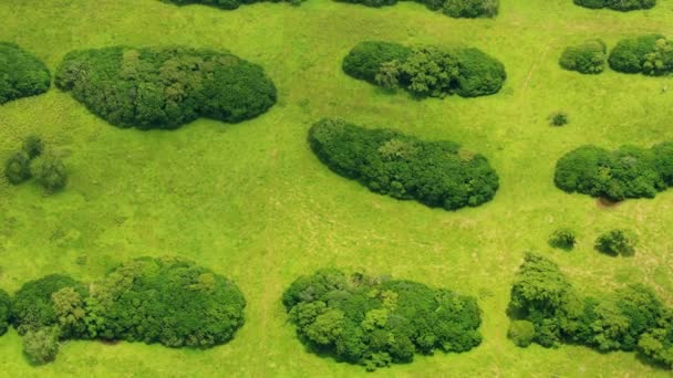 Veduta aerea di terreni agricoli fertili Hawaii — Video Stock