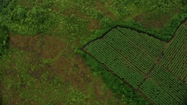 공중에서 본 하와이의 농작물인 빅 아일랜드 — 비디오