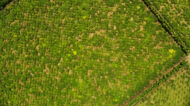 Вид с воздуха Macadamia ореховые деревья сельскохозяйственных культур Гавайи — стоковое видео