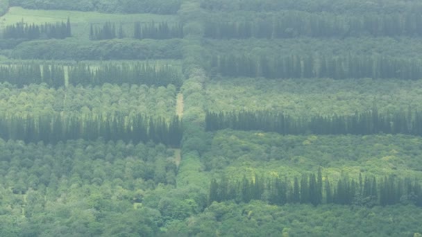 Вид с воздуха Macadamia ореховые деревья сельскохозяйственных культур Гавайи — стоковое видео