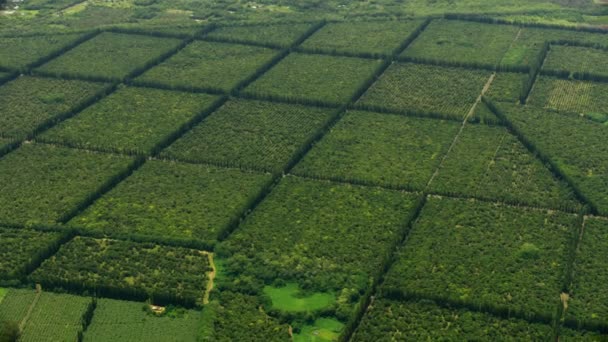 Vista aérea Macadâmia árvores de nozes agricultura colheita Havaí — Vídeo de Stock