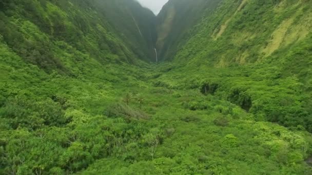 Havadan bakıldığında Jurasik verimli vadi tropikal yağmur ormanları Hawaii — Stok video