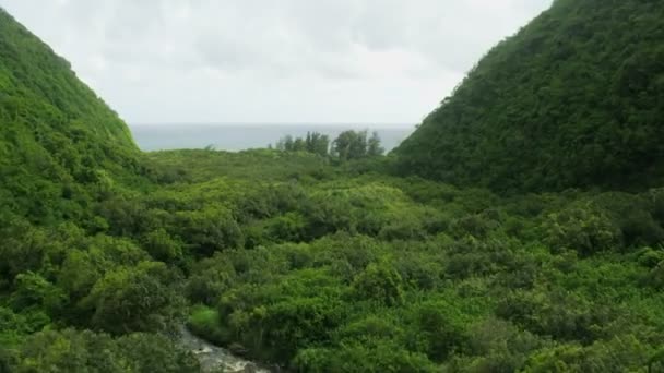 Aérea de sinuoso río exuberante vegetación selva tropical Hawaii — Vídeo de stock