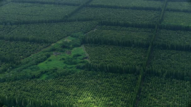 Luftaufnahme Macadamia-Nussbäume Landwirtschaft Ernte Hawaii — Stockvideo