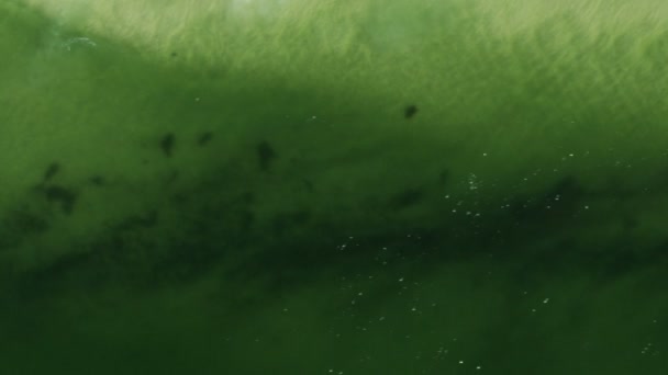 Letecký pohled toxický zelený oceán červený příliv Florida — Stock video