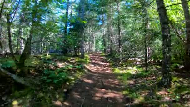 POV Turizm Yürüyüş Pisti Evergreen Pine Alaska — Stok video