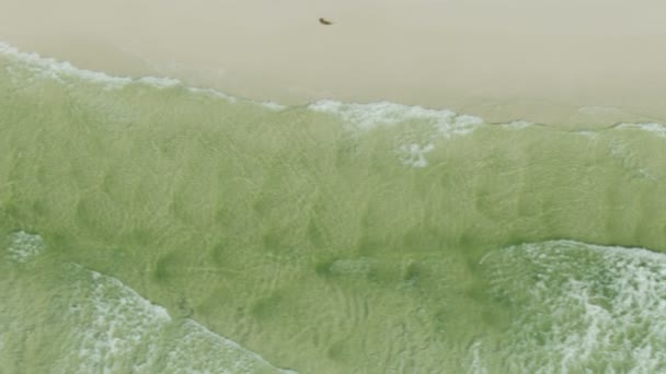 Ядовитый зелёный океан, красный прилив Флориды — стоковое видео