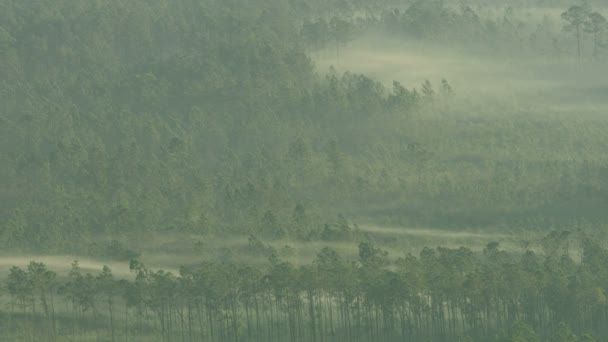 Légi kilátás kora reggeli köd Apalachicola Nemzeti erdő — Stock videók