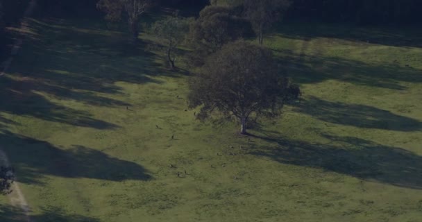 Flygfoto av australiska vilda kängurur vilar Queensland — Stockvideo