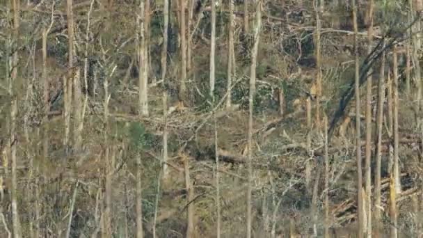 Flygfoto uppryckta träd efterdyningarna av orkanen — Stockvideo