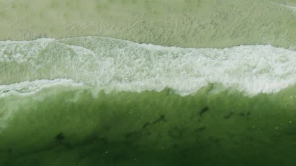 Vista aérea tóxico verde océano marea roja Florida — Vídeo de stock