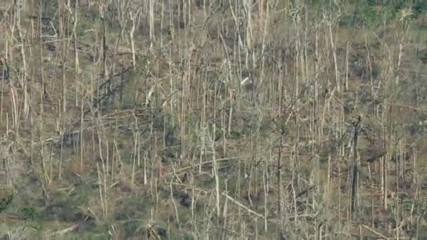 Вид с воздуха выкорчевал деревья после урагана — стоковое видео