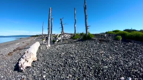 POV blå sjö drivved och tät skog Alaska — Stockvideo