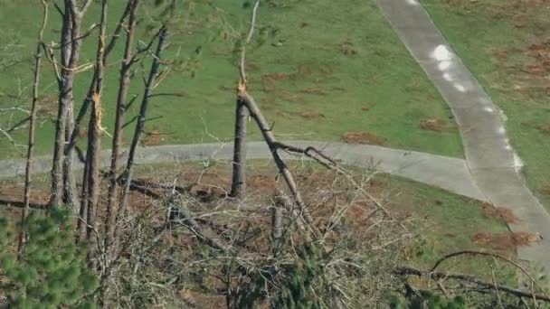 Flygfoto knäppte trasiga träd orkan storm vindar — Stockvideo