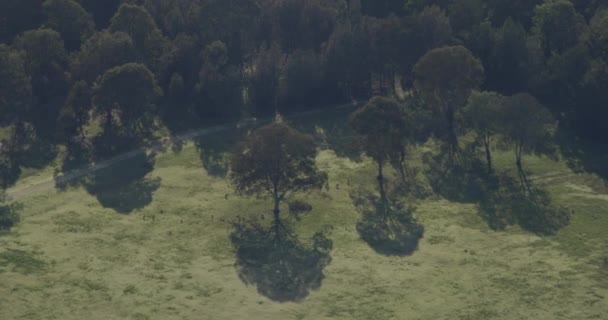 Vista aérea de canguros australianos que descansan en Queensland — Vídeos de Stock