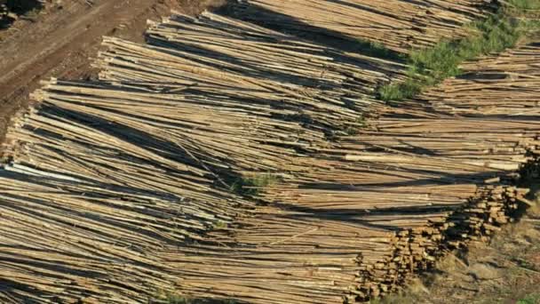 Montones Vista Aérea Madera Recientemente Talada Para Producción Materiales Productos — Vídeos de Stock