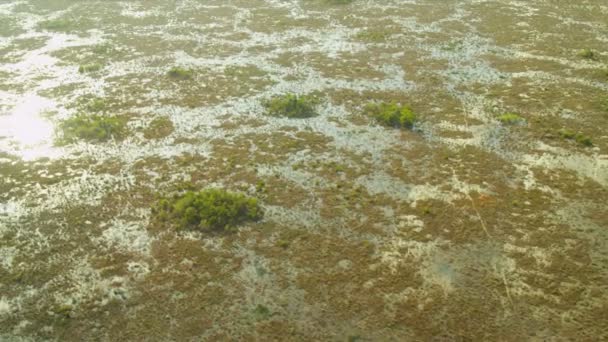 Florida Everglades träsk och kärr — Stockvideo