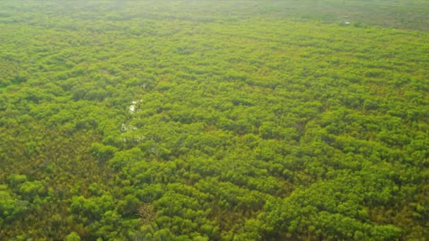 Nationalparken Everglades träsk och våtmarker — Stockvideo