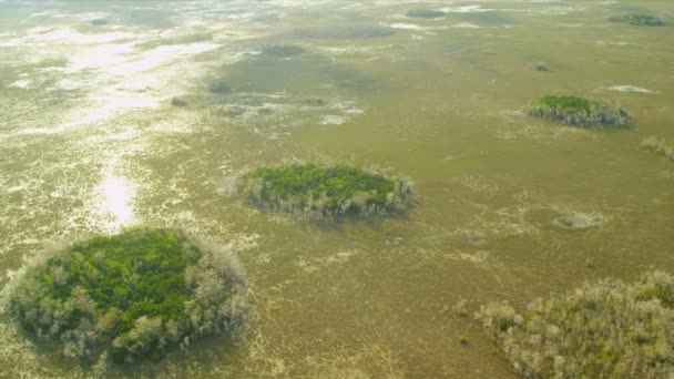 Everglades Nationalpark Sümpfe und Feuchtgebiete — Stockvideo