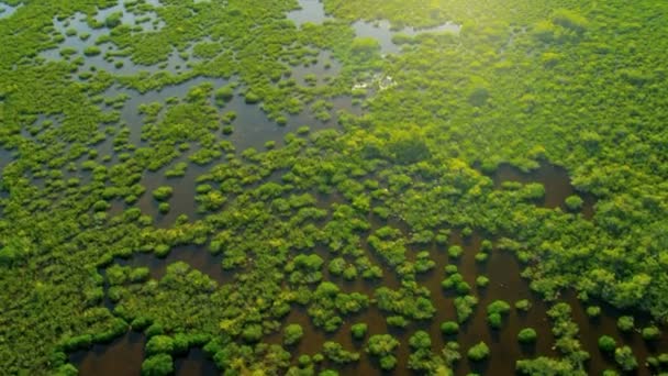 Águas castanhas dentro do mangue — Vídeo de Stock