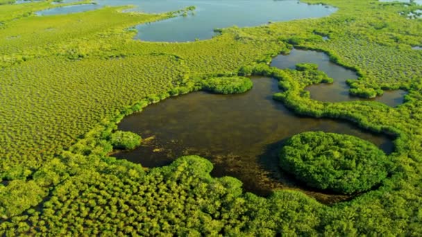 Hnědé vody uvnitř mangrove — Stock video