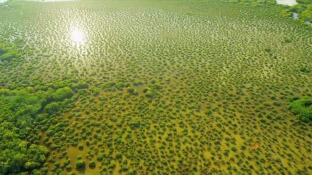 Het Everglades National Park moerassen en waterrijke gebieden — Stockvideo