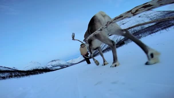 Norweski renifer sanki ciągnąc — Wideo stockowe