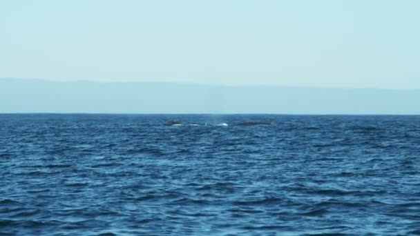 Humpback whale tail Fluke diving krill mammal Monterey — Stock Video