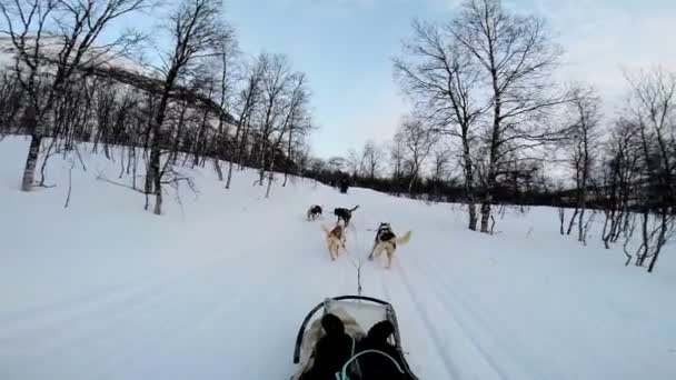 Dogsledding equipo animal fuerte de trabajo — Vídeos de Stock