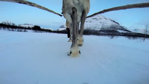 Noorse rendieren trekken slee — Stockvideo