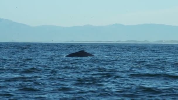 Humpback whale diving ocean mammal Pacific coastline — Stock Video