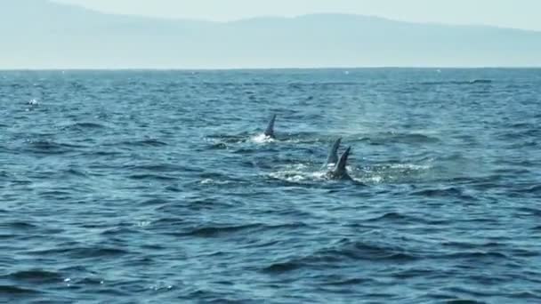 Grupo océano Jorobada Ballenas mamíferos nadando — Vídeo de stock