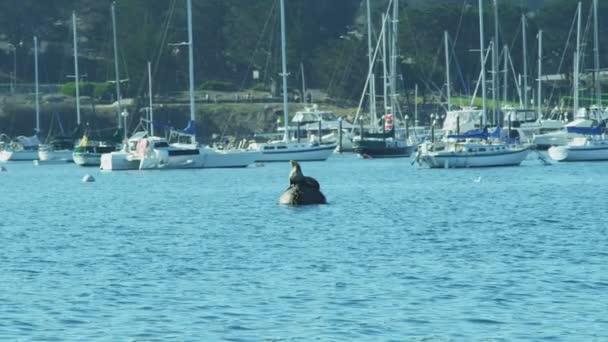 Deniz aslanı memeli Harbour şamandıra Monterey, Pasifik kıyısında, California, ABD — Stok video