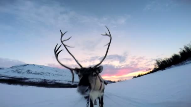 挪威驯鹿拉的雪橇 — 图库视频影像