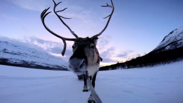 Norwegian Reindeer pulling sledge — Stock Video