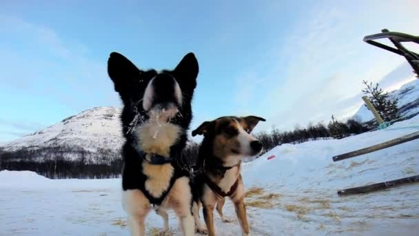 Noruego trineo perros descansando — Vídeo de stock
