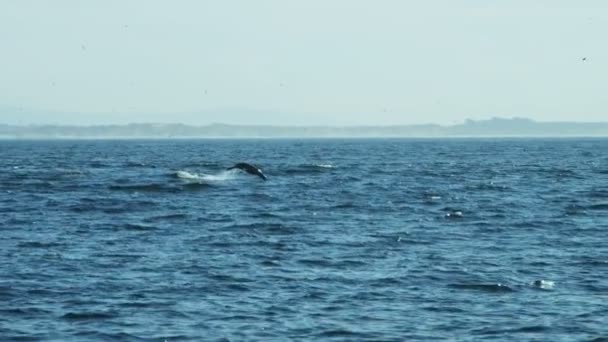 Sea lion animal swimming Monterey Pacific Ocean — Stock Video