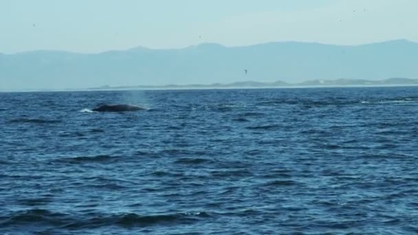 Humpback whale diving ocean Pacific coastline — Stock Video