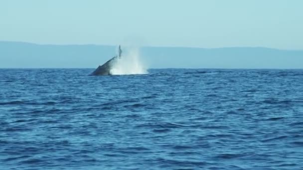 Горбатые киты, плавающие в океане Монтерей, Тихоокеанский Северо-Запад — стоковое видео