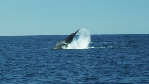 Panterka ssak oceanu wieloryb duży ogon fuks, Pacific Ocean — Wideo stockowe