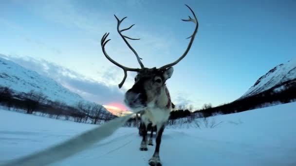 Norwegian Reindeer pulling sledge — Stock Video