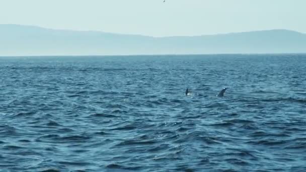 Jorobada ballenas océano mamífero natación golpe agujero costa — Vídeos de Stock