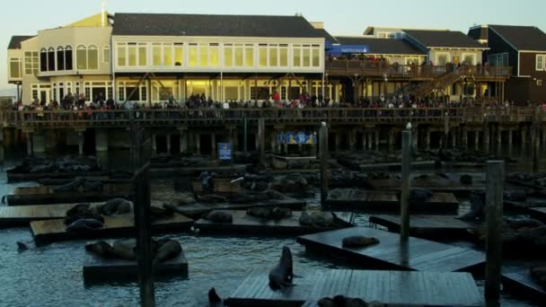 California Sea lions Pier 39 турист залив Сан-Франциско, Тихий океан, США — стоковое видео