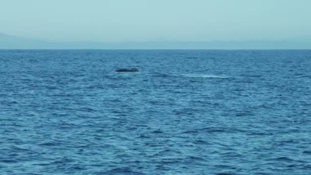 Cola de ballena jorobada Costa de baño de mamíferos Fluke, California, EE.UU. — Vídeo de stock