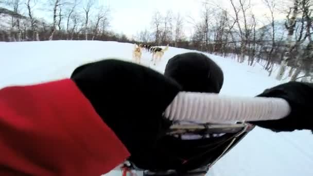 Dogsledding sterk dierlijke team werken — Stockvideo