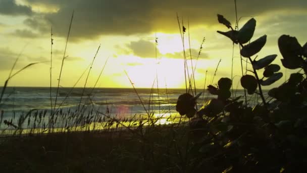 Golden sunrise över sandstranden — Stockvideo