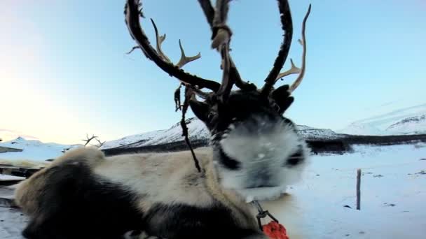 Grey horned Reindeer resting — Stock Video